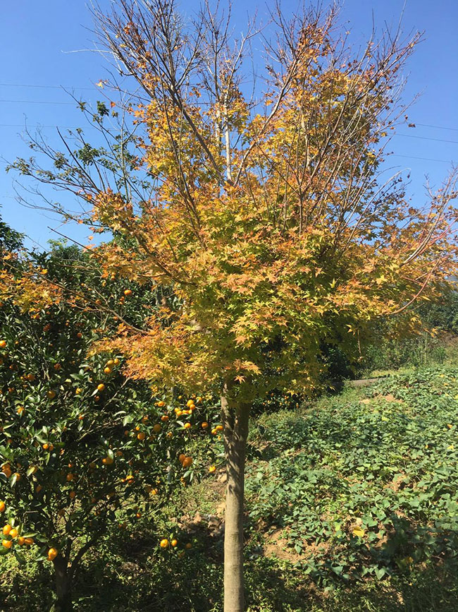 紅楓多少錢一棵?2020年紅楓價格最新行情預測