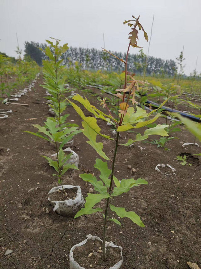 娜塔櫟種植前景如何?娜塔櫟種植方法 娜塔櫟種植前景如何?娜塔櫟種植方法