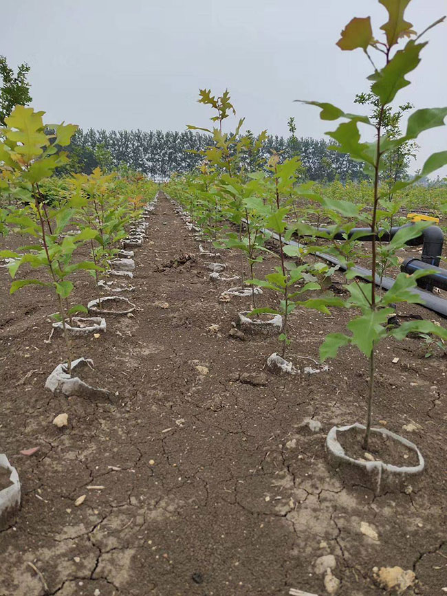 娜塔櫟種植前景如何?娜塔櫟種植方法 娜塔櫟種植前景如何?娜塔櫟種植方法