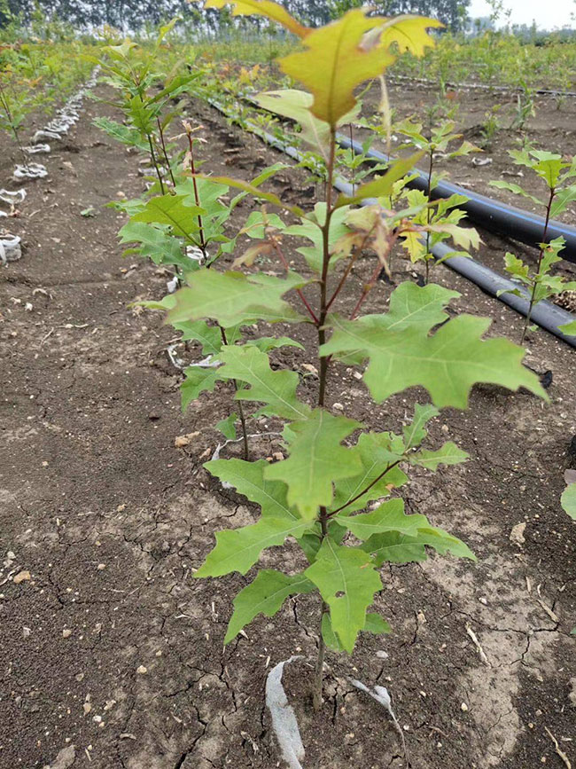 娜塔櫟種植前景如何?娜塔櫟種植方法 娜塔櫟種植前景如何?娜塔櫟種植方法