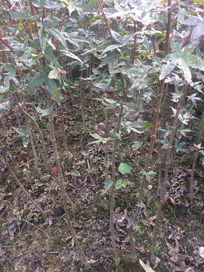 美國紅楓怎么扦插?美國紅楓扦插技術