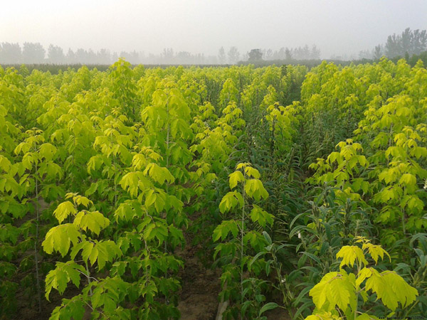 金葉復葉槭苗木基地