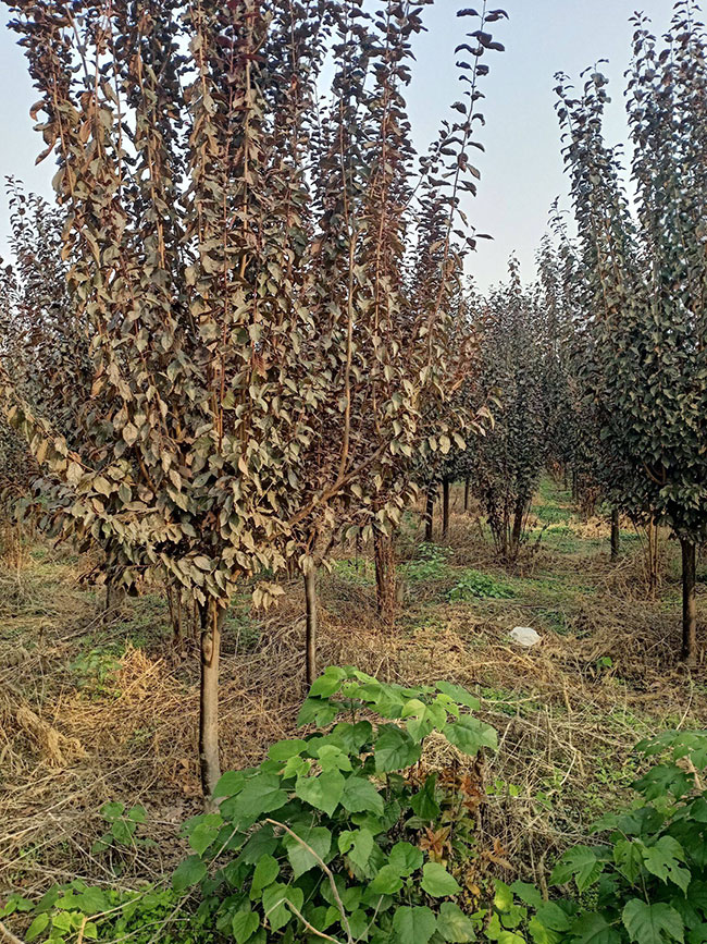 紅葉李什么時候移植好?紅葉李的移栽方法