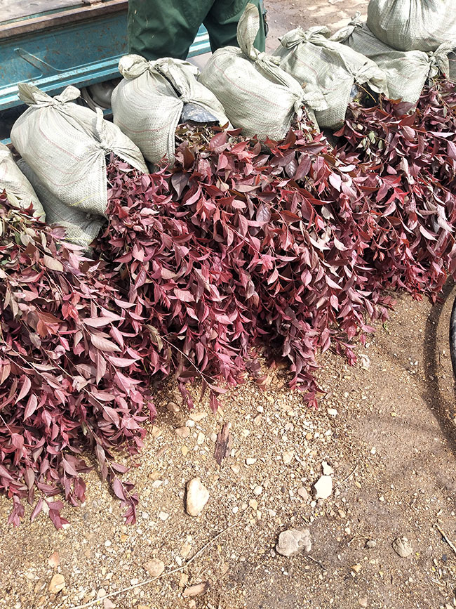 紅葉李什么時候移植好?紅葉李的移栽方法