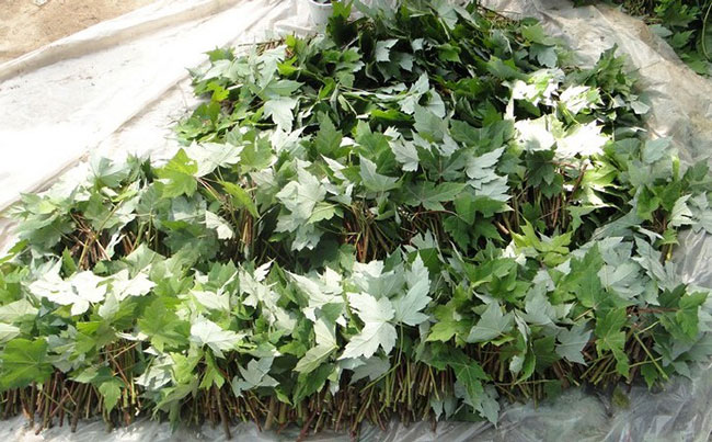 美國紅楓有幾種育苗方法?美國紅楓的育苗方法