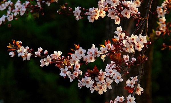 紅葉李花