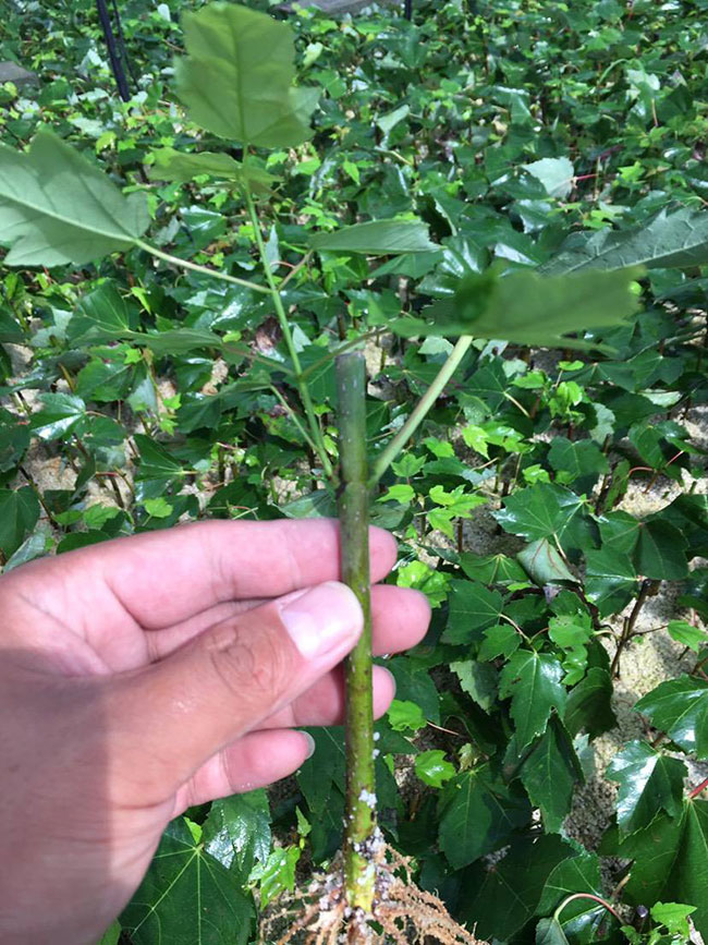 日本紅楓幾月份嫁接?日本紅楓嫁接時間
