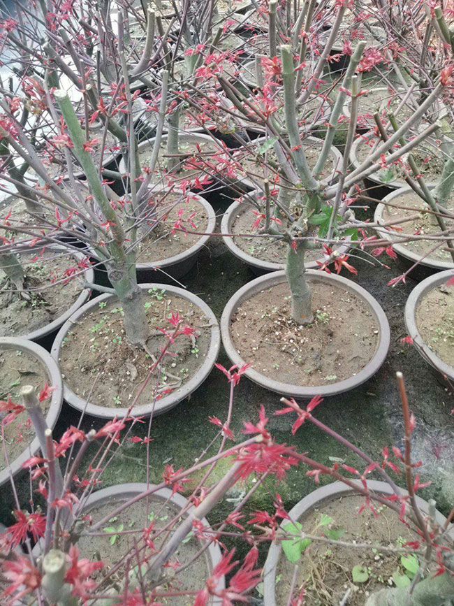 日本紅楓幾月份嫁接?日本紅楓嫁接時間