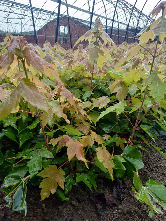 日本紅楓幾月份嫁接?日本紅楓嫁接時間