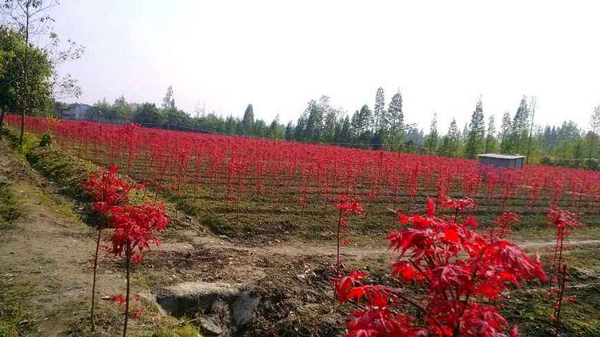紅楓樹苗