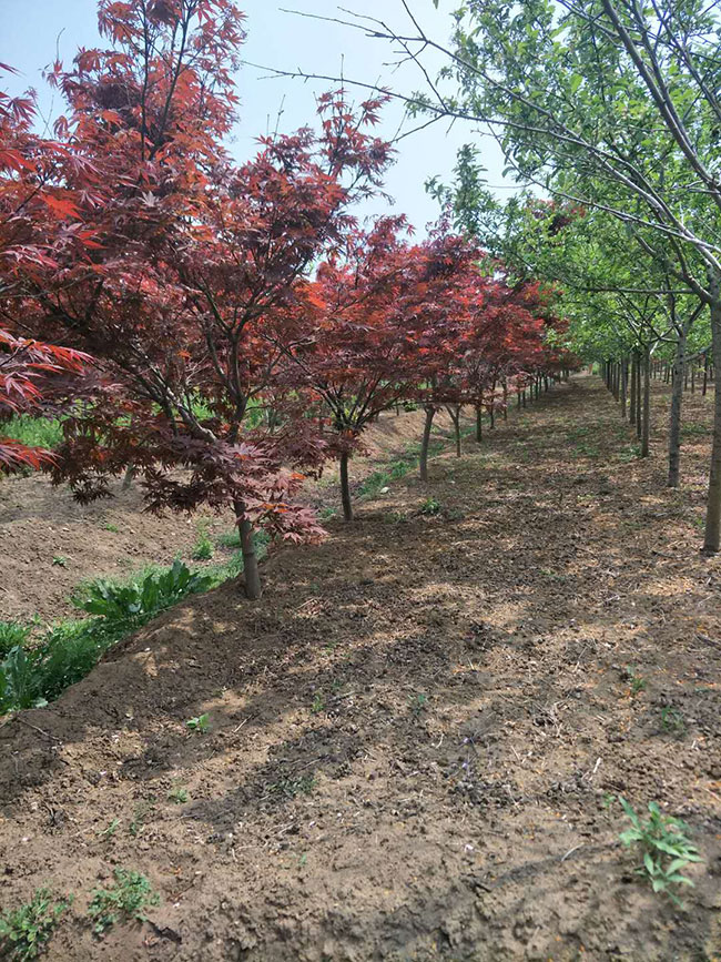 紅楓怎樣嫁接成活率高?紅楓的嫁接方法