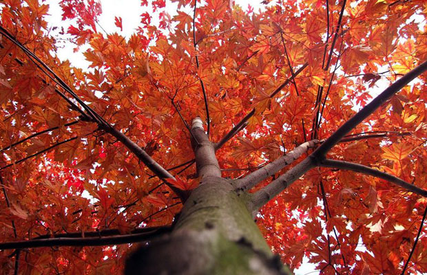 美國(guó)紅楓4.jpg