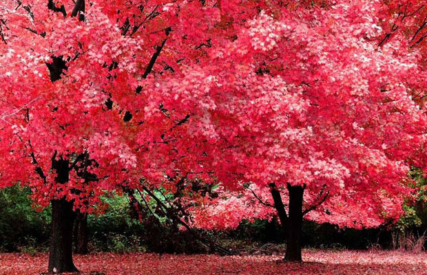 美國(guó)紅楓2.jpg