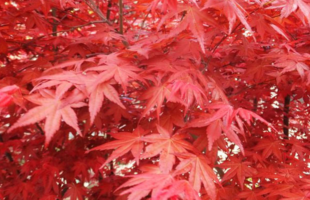 美國(guó)紅楓5.jpg