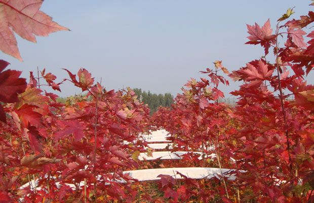 美國(guó)紅楓8.jpg