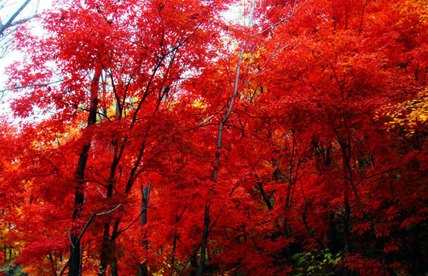美國(guó)紅楓3.jpg