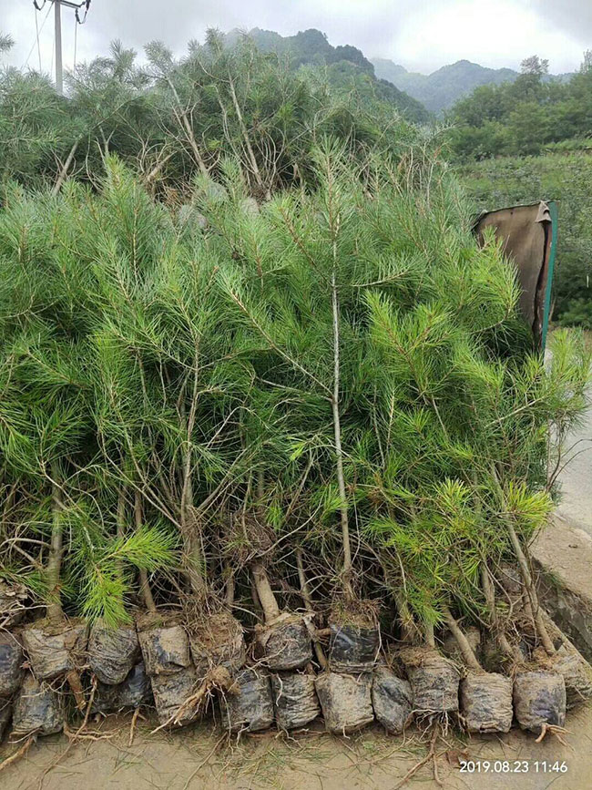 白皮松針葉發黃怎么辦?白皮松針葉發黃原因及解決方法