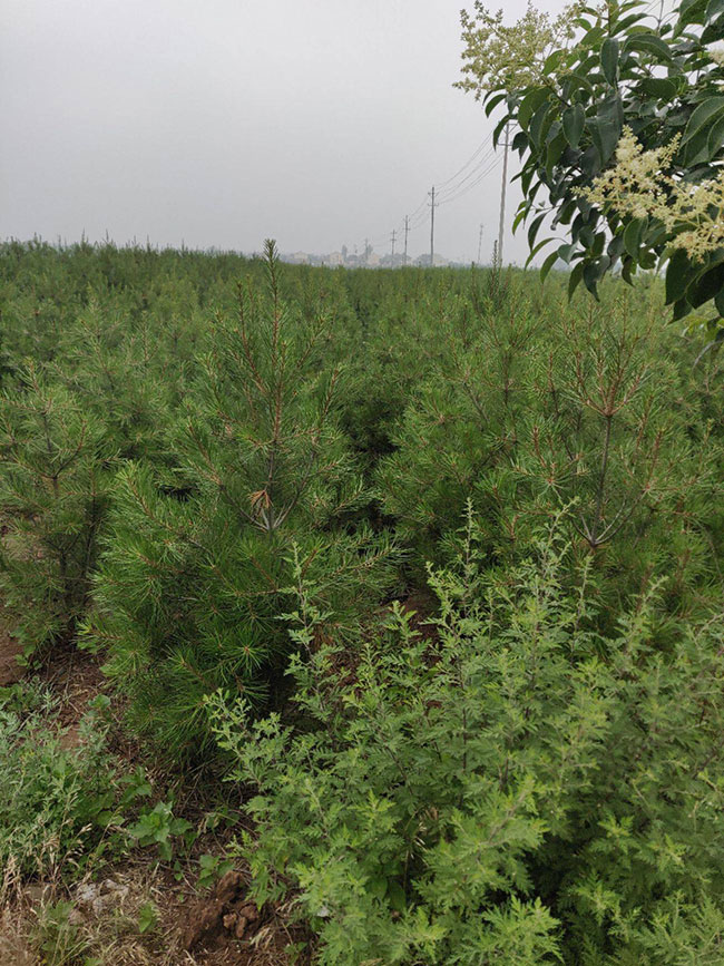 白皮松針葉發黃怎么辦?白皮松針葉發黃原因及解決方法