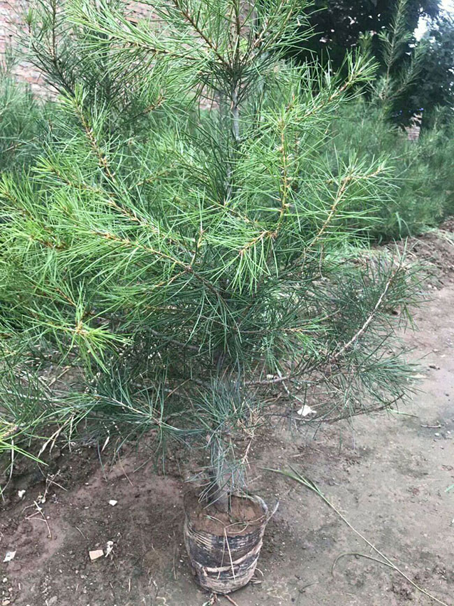 白皮松價格多少錢一棵?2020年白皮松小樹苗價格行情