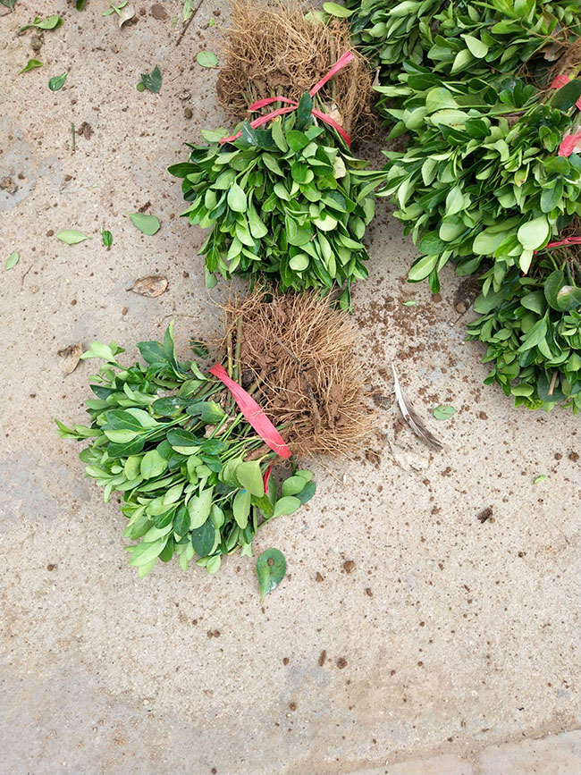 冬青樹價格多少錢一棵?冬青樹的種植方法