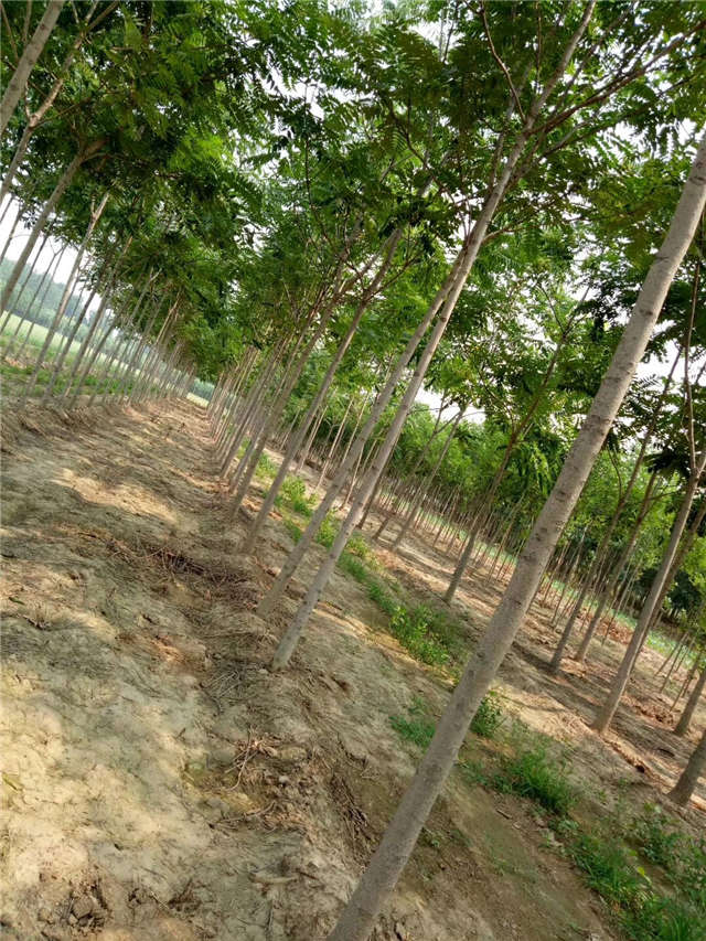 臭椿種植基地實拍