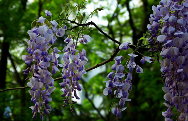 紫藤花
