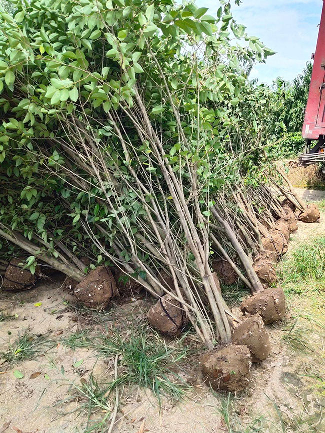 15公分大葉女貞價格多少錢？2020年最新大葉女貞價格