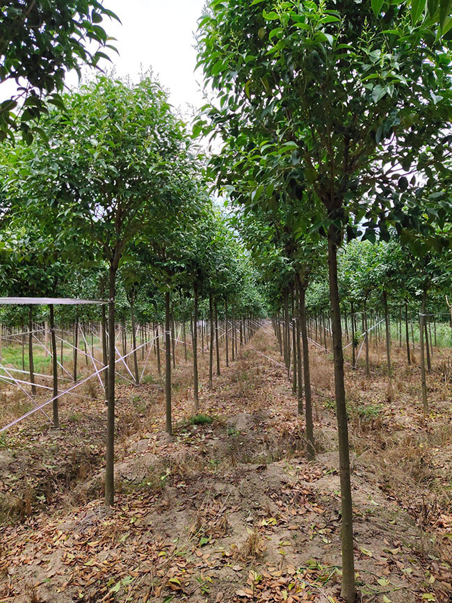 15公分大葉女貞價格多少錢？2020年最新大葉女貞價格