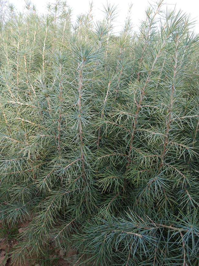 雪松多少錢一棵?2020年雪松價格最新價格