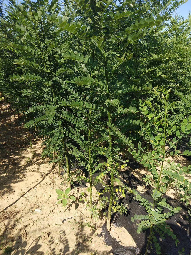 國(guó)槐一畝地種植多少棵?什么時(shí)間種植?國(guó)槐種植前景