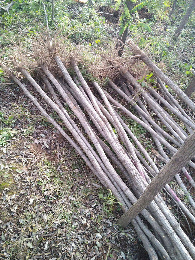 國(guó)槐一畝地種植多少棵