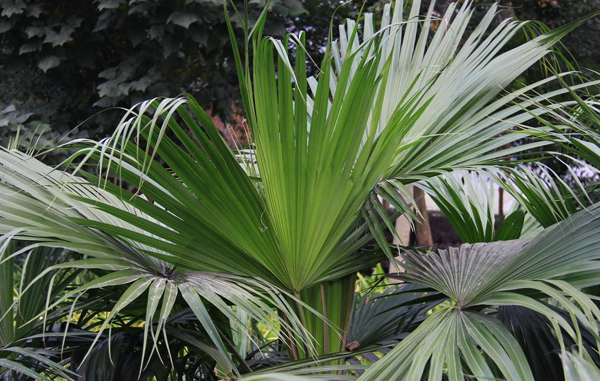 棕樹價格多少錢一棵