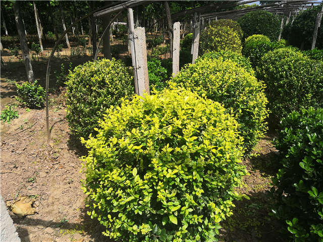 沭陽長景園林金葉女貞球種植基地實拍圖片