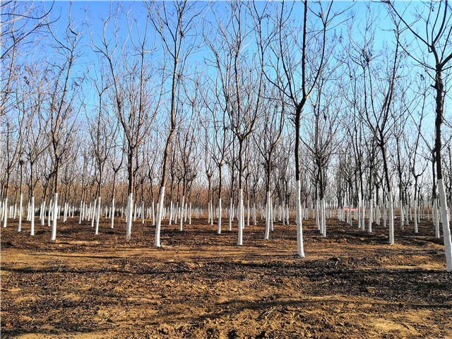 欒樹(北欒)種植基地實拍 欒樹(北欒)種植基地實拍