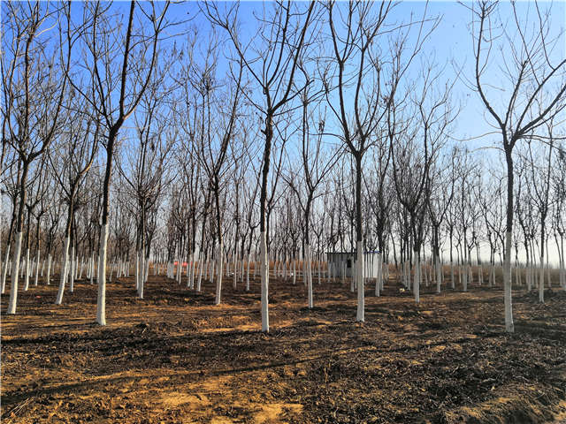 欒樹(北欒)種植基地實拍 欒樹(北欒)種植基地實拍