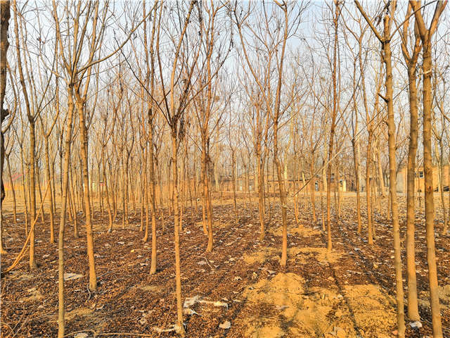 欒樹(北欒)種植基地實拍 欒樹(北欒)種植基地實拍