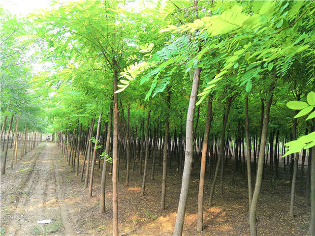 沭陽長景園林刺槐種植基地實拍圖片