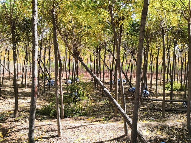 沭陽長景園林刺槐種植基地實拍圖片