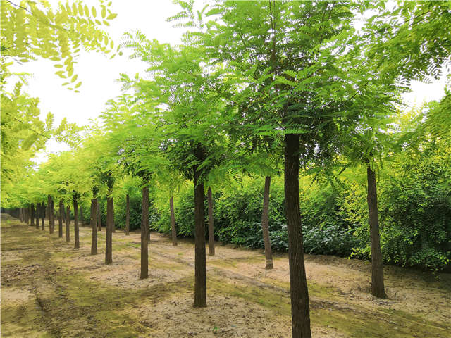 沭陽長景園林刺槐種植基地實拍圖片