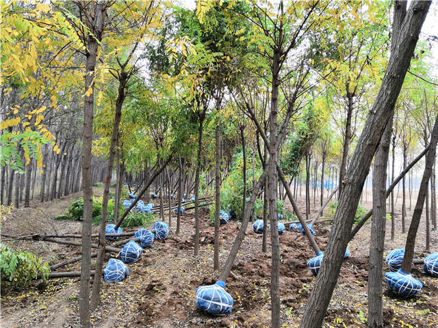 沭陽長景園林刺槐種植基地實拍圖片