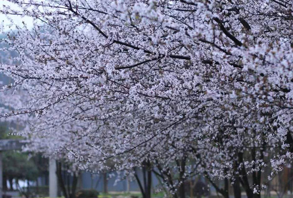 紫葉李