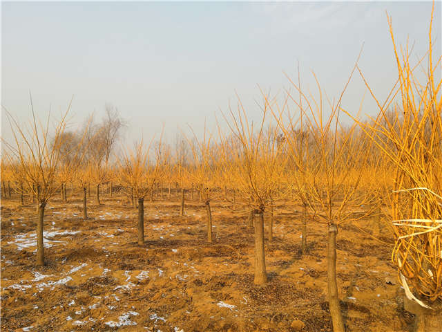 沭陽長景園林矮接金枝槐種植基地實拍圖片