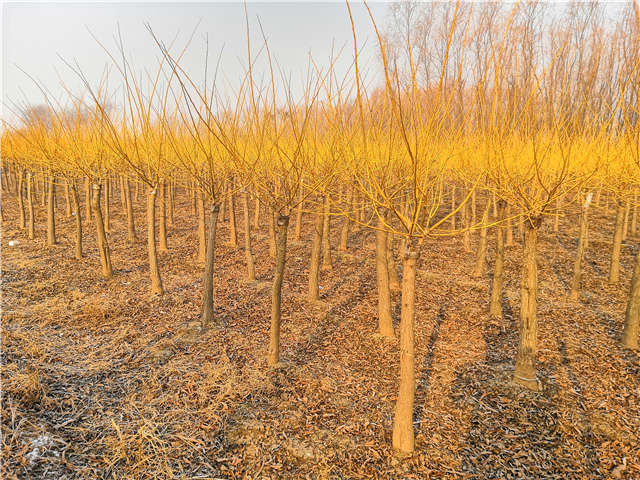 沭陽長景園林矮接金枝槐種植基地實拍圖片
