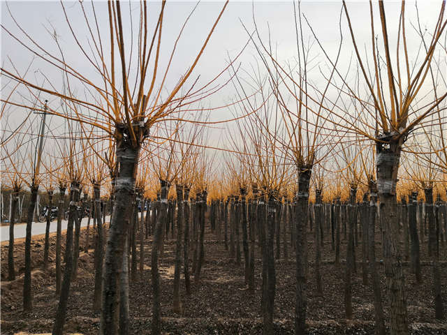 高接金枝槐照片種植基地實拍