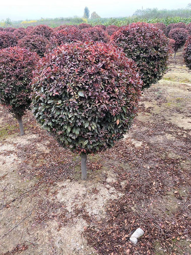 紫葉李什么時候修剪?紫葉李修剪整形技術
