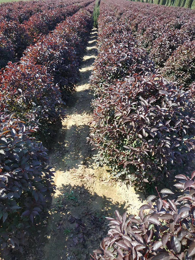 紫葉李什么時候修剪?紫葉李修剪整形技術