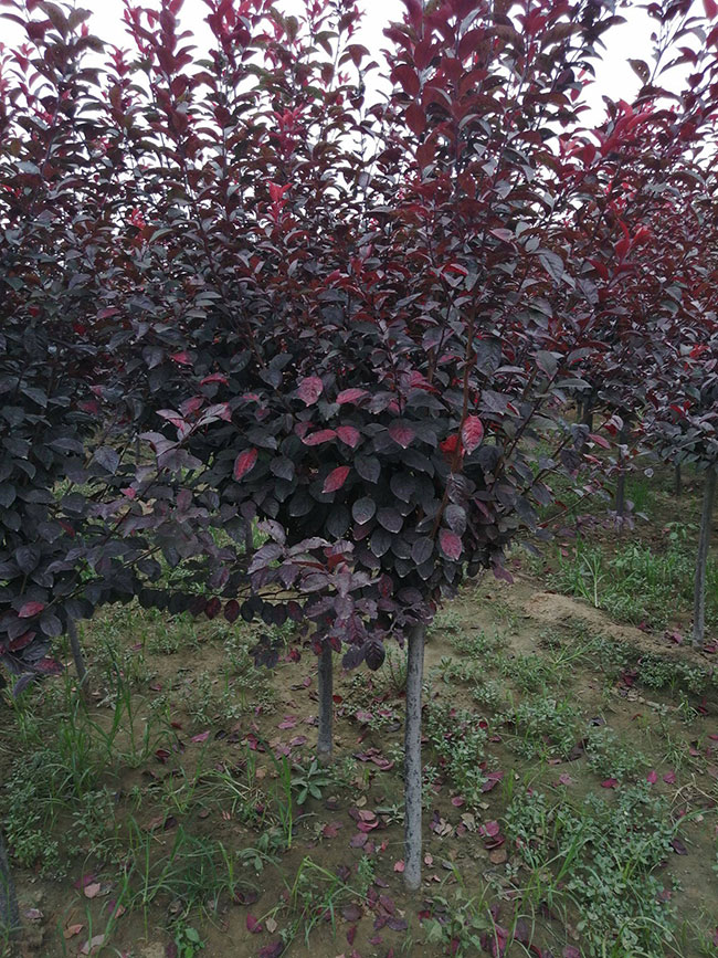 紫葉李什么時候修剪?紫葉李修剪整形技術