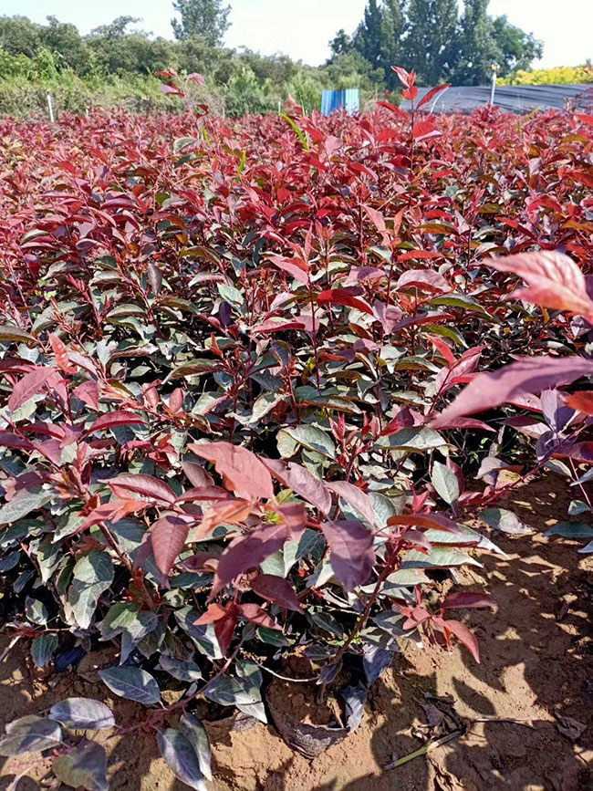 紫葉李什么時候修剪?紫葉李修剪整形技術