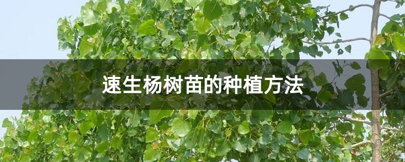 速生楊樹苗的種植方法