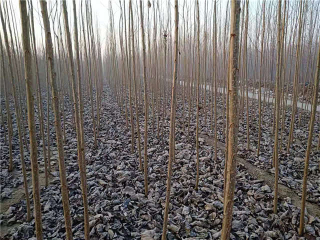 速生楊種植基地實(shí)拍